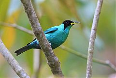 Green Honeycreeper